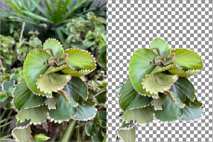 precisão na remoção de fundo de imagens com o picwish
